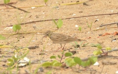 Calandrella dukhunensis