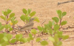 Calandrella dukhunensis