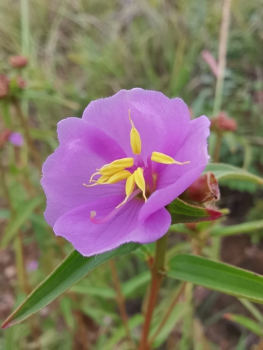 Osbeckia chinensis L.