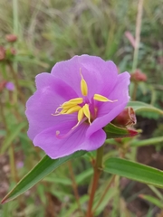 Osbeckia chinensis