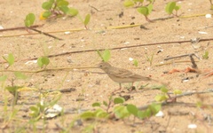 Calandrella dukhunensis