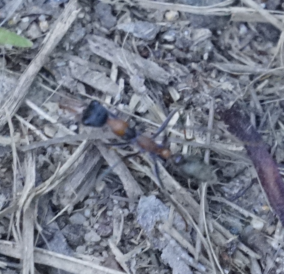 Myrmecia nigrocincta