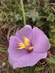 Osbeckia chinensis