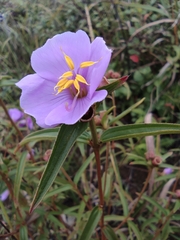 Osbeckia chinensis