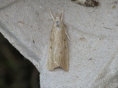 Calamotropha paludella