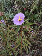 Osbeckia chinensis