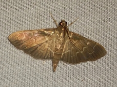 Pilocrocis ramentalis