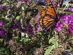 Danaus plexippus