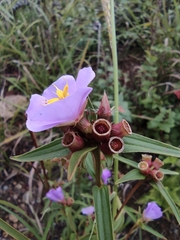 Osbeckia chinensis
