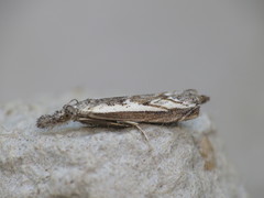 Platytes alpinella