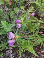Osbeckia chinensis