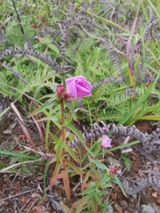 Osbeckia chinensis