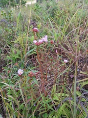 Osbeckia chinensis