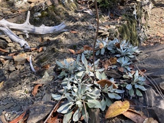 Packera antennariifolia