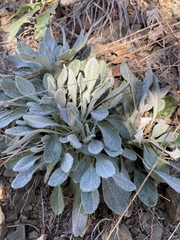 Packera antennariifolia