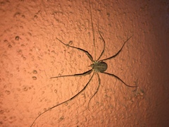 Bunochelis spinifera