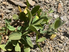 Trifolium virginicum