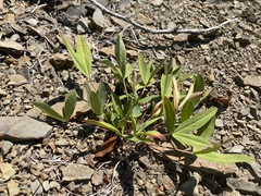Trifolium virginicum