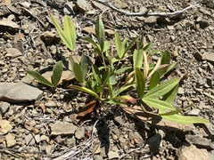 Trifolium virginicum