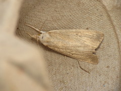 Calamotropha paludella