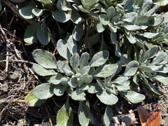 Packera antennariifolia