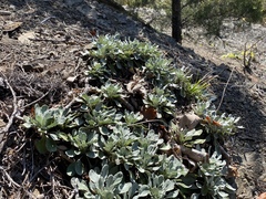 Packera antennariifolia