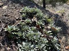 Packera antennariifolia