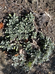 Packera antennariifolia