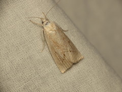 Calamotropha paludella
