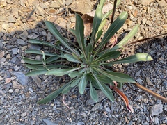 Oenothera argillicola