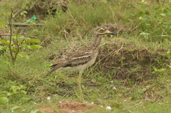 Burhinus indicus