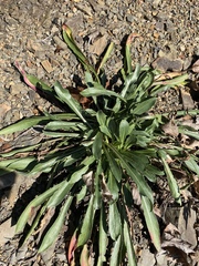 Oenothera argillicola