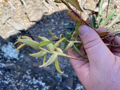 Oenothera argillicola