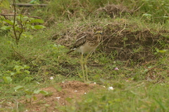Burhinus indicus