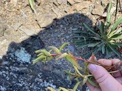 Oenothera argillicola