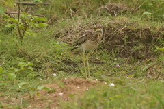 Burhinus indicus
