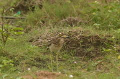 Burhinus indicus