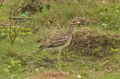 Burhinus indicus
