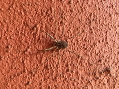 Bunochelis spinifera