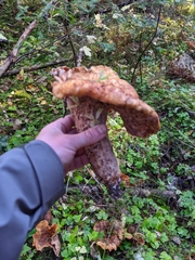 Turbinellus kauffmanii