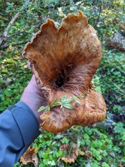 Turbinellus kauffmanii