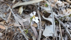 Stylidium calcaratum