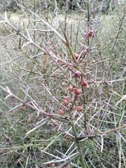 Colletieae