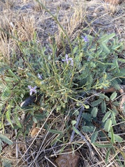 Carlowrightia linearifolia