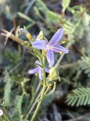 Carlowrightia linearifolia