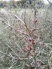 Colletieae