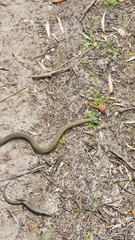 Elapognathus coronatus