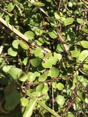 Muehlenbeckia australis