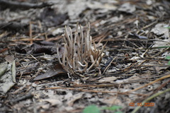 Alloclavaria