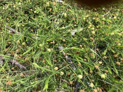 Acacia aculeatissima